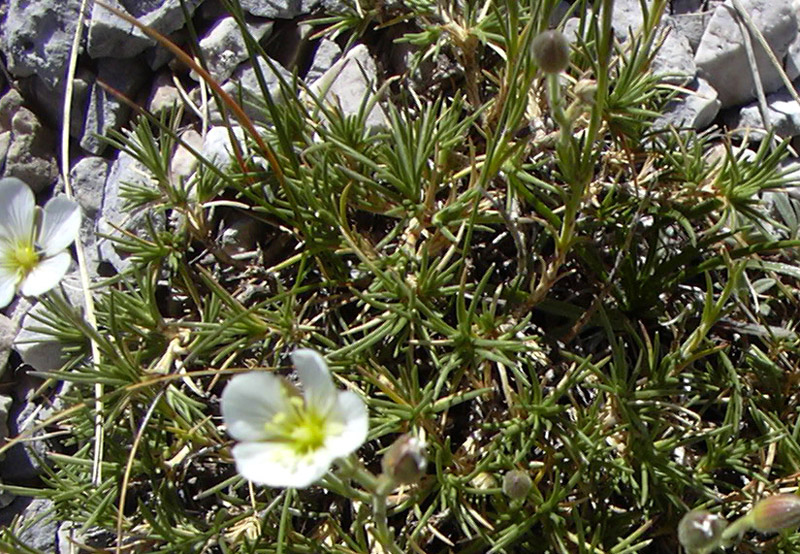 Cherleria capillacea (=Minuartia capillacea) / Minuartia capillare
